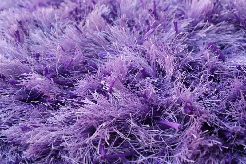 Shag Fusion Purple Rug